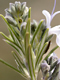 Rosemary Essential Oil 100% Pure