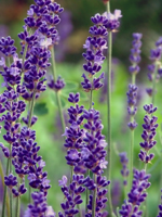 Lavender Population Essential Oil 100% Pure