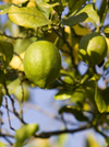 Organic Lime Essential Oil 100% Pure